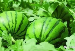 吃瓜爆料反差山东,反差萌的山东风情