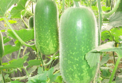 吃瓜菌大爆料,揭秘娱乐圈幕后真相